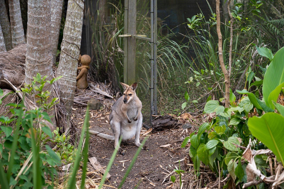 Kangaroo among the garden plantings at 35/65 Kilcoy Lane, Conondale